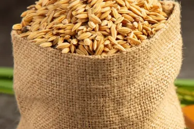 Arroz paddy a granel